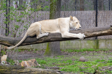White lion (Panthera leo krugeri)
