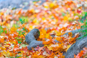 beautiful fallen leaves in the forest close up