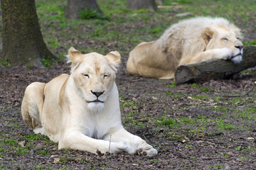 After love - white lion and lioness (Panthera leo kruegeri)