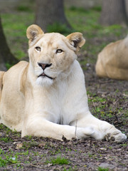 Fototapeta na wymiar White lion (Panthera leo krugeri)