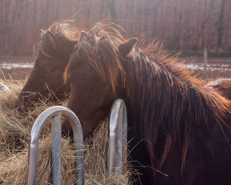 Abdul Raufe รูปภาพRaufe – เลือกดูภาพถ่ายสต็อก เวกเตอร์ และวิดีโอ74 | Adobe Stock
