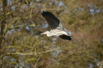 Grey Heron, Ardea cinerea