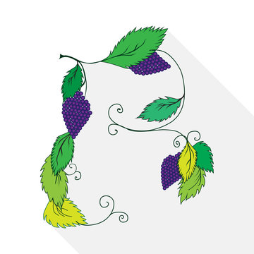 Illustration of a bunch of grapes isolated on white background