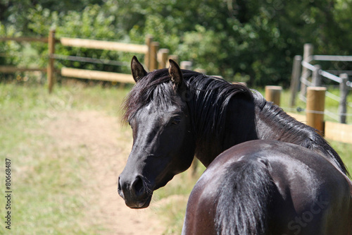 Cheval Pur Sang Arabe Etalon Noir Wall Mural Wallpaper Murals Babalola