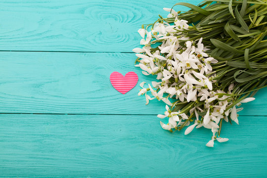Snowdrops and paper pink heart on blue wooden background
