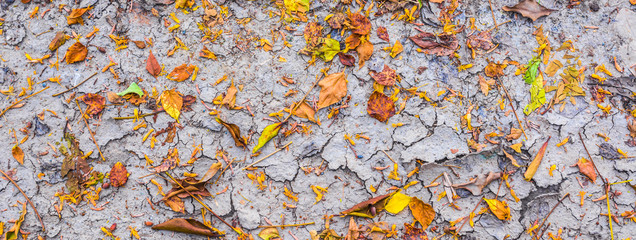 dry brown leaf on the cracked earth, Drought land