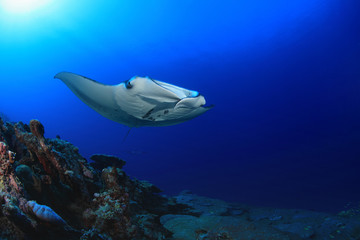 Manta ray floating underwater over coral reef