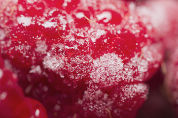 raspberries juicy near
