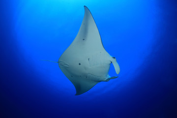 Manta ray in the blue water of the ocean