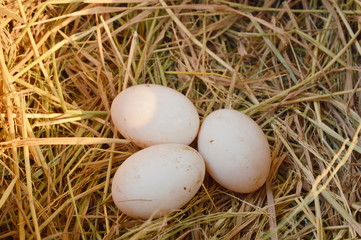 egg on dry straw
