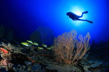 Printed kitchen splashbacks Diving Scuba diver explore tropical coral reef