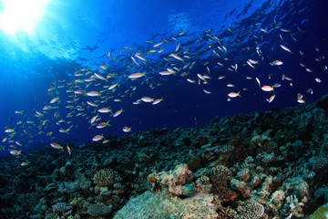 Fototapeta na wymiar Shoal of small fish and coral reef