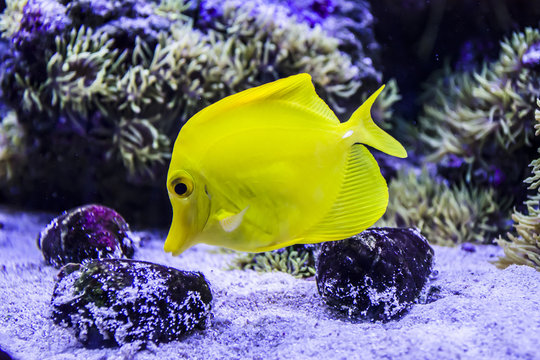 aquarium fish Zebrasoma flavescens