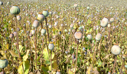 Dry poppy heads in field close up