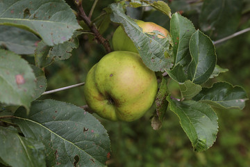 Pommes
