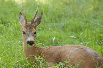 Roe deer