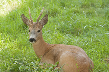 Roe deer