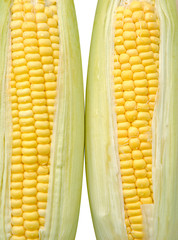 fresh corn vegetable isolated on white background