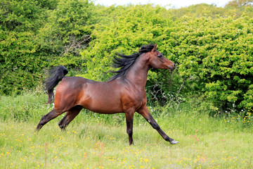 Cheval pur sang arabe