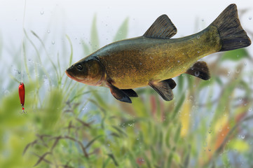 Fische 75
