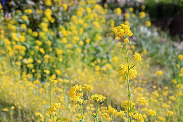 菜の花畑