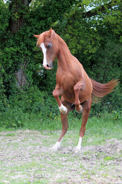 Cheval Pur Sang Arabe Qui Se Cabre Stock Photo Adobe Stock
