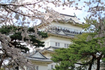 小田原城本丸と桜