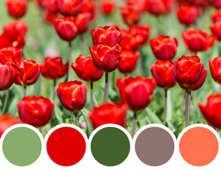 Obraz premium Color Palette Of Spring Tulip Garden Blossom