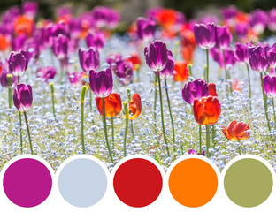 Color Palette Of Spring Tulip Garden Blossom