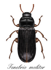 tenebrio molitor, mealworm