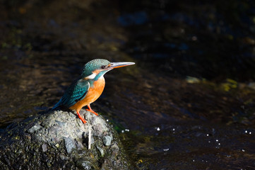 カワセミ-Alcedo atthis