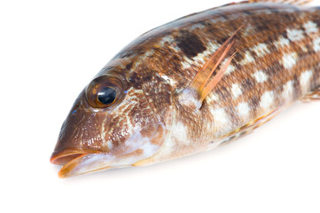 イトフエフキの若魚-Lethrinus genivittatus