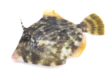 カワハギ-Stephanolepis cirrhifer