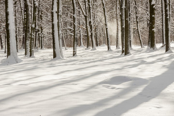 Winter landscape - Swierklaniec, park. Poland.