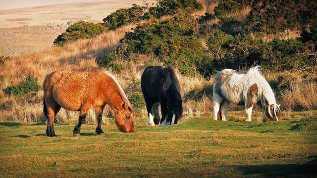 Brown, Black And White Horses Grazing