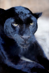 Black leopard