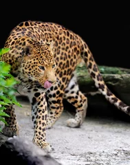 Foto op Canvas Leopard © byrdyak