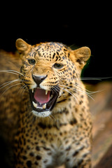 Obraz premium Leopard