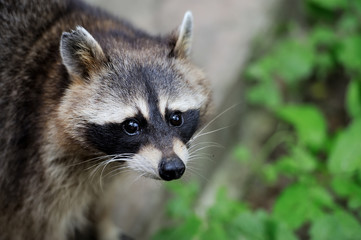 Raccoon in the forest