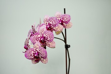 Beautiful bloom of red fresh orchid flower