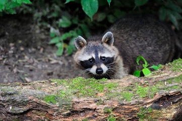 Raccoon in the forest