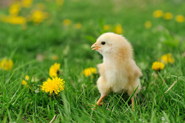 Little chicken