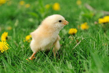 Little chicken