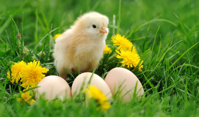 Little chicken
