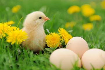 Little chicken