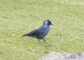 Portrait of black jackdaw