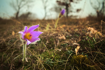 Pulsatilla grandis