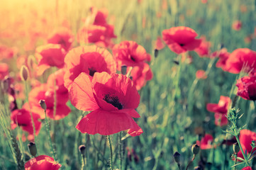 Naklejka premium Wild poppy flower