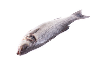 Close up of fresh seabass fish.