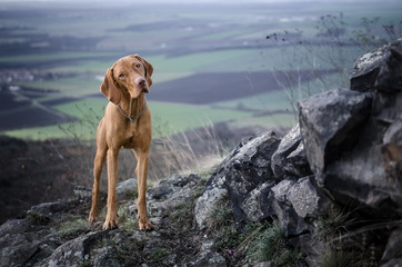 Vizsla on the top of the mountine